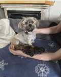 Shih tzu szczeniaczek