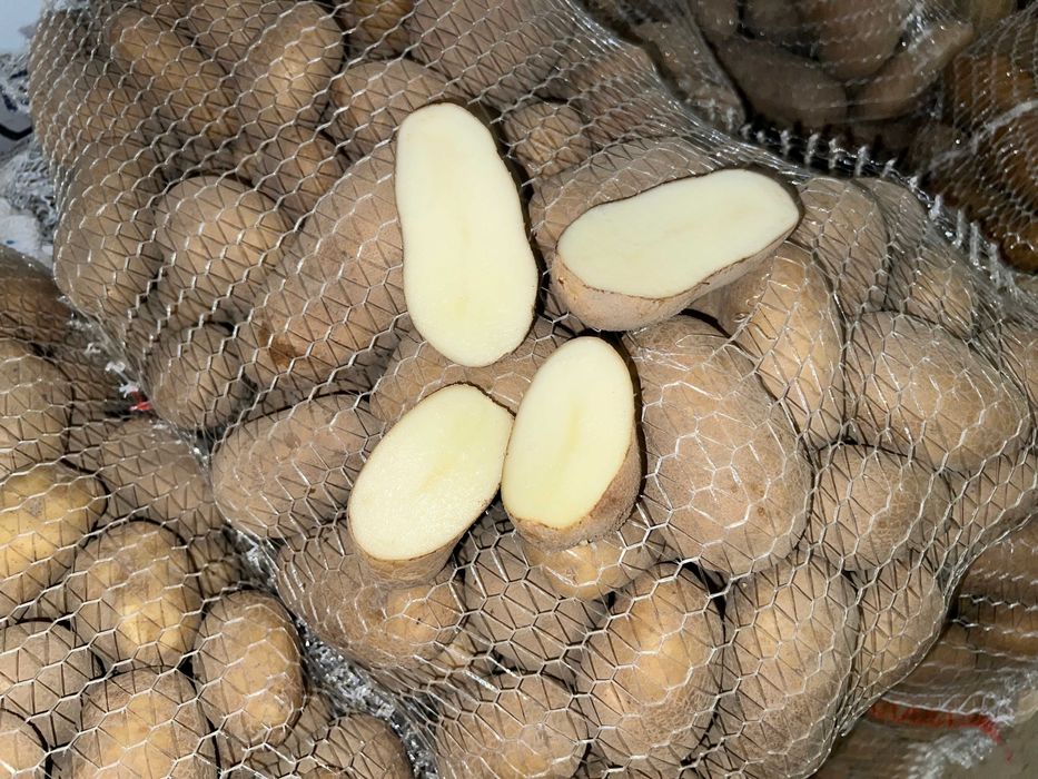 Ziemniaki jadale odmiana IRYS - cena OPIS