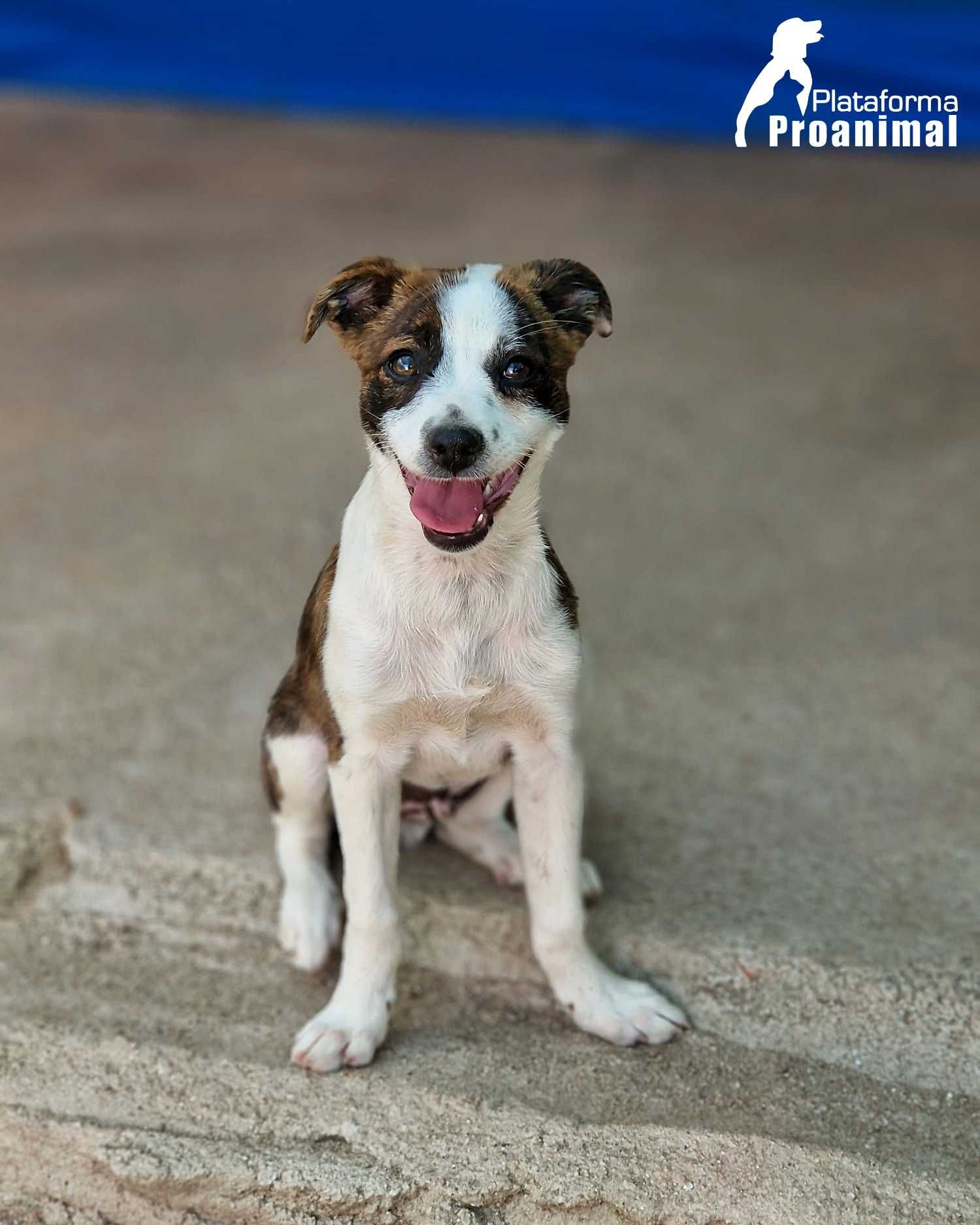 PIPO - Cãozinho Bebe para Adoção