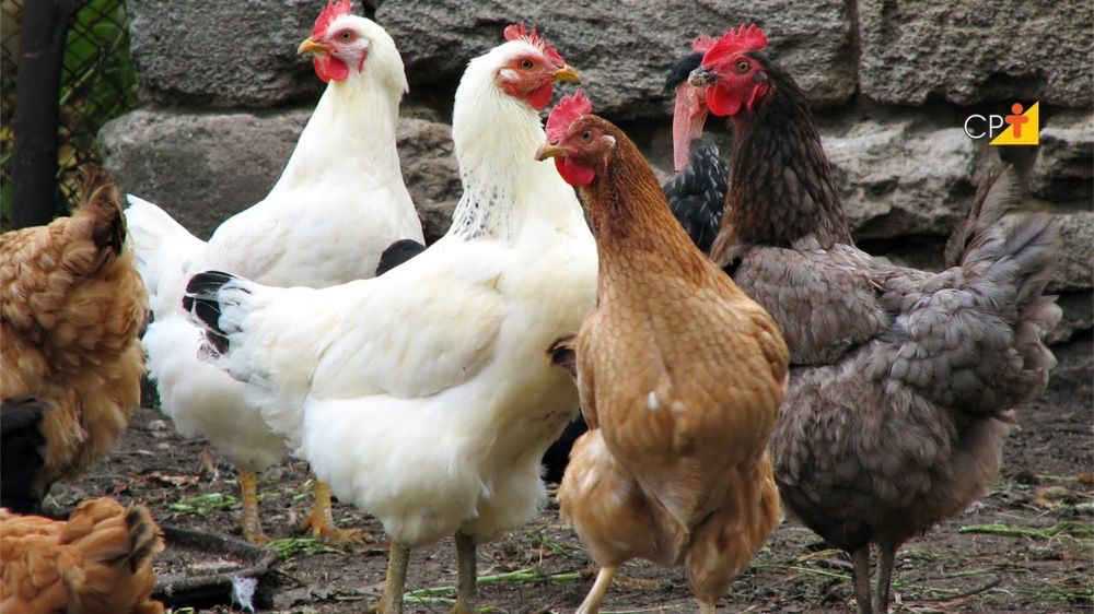 Galinhas poedeiras de várias raças/ mil flores, leghorn perdiz.