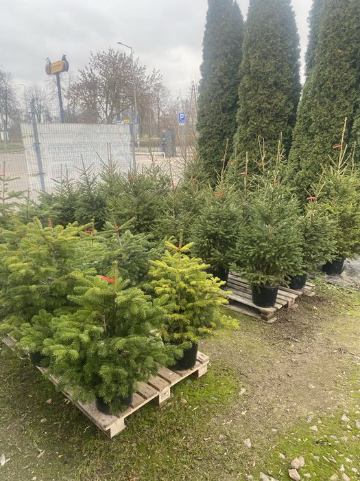 Choinki doniczka hurt detal