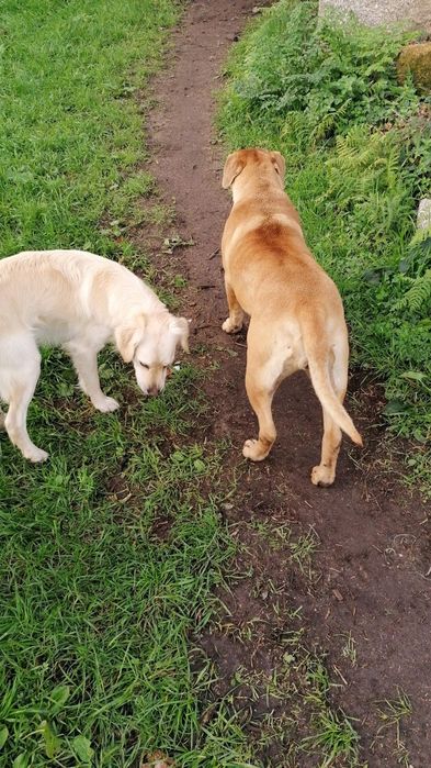 Duas Cadeiras antigas recuperadas