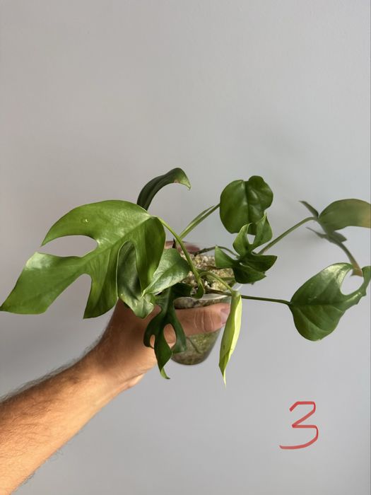 REZERWACJANadwyzka roslin raphidophora, monstera, maranta silver band,