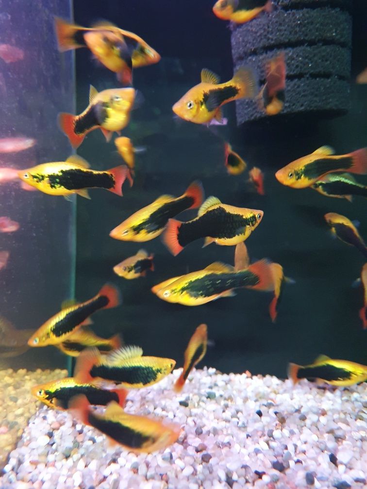 Zmienniak Variatus Hawai Kraków (Swoszowice)