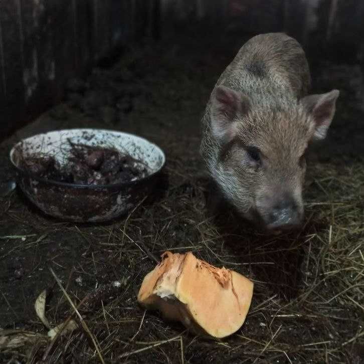 Молодняк чистокровних поросят Королевських Кармалів