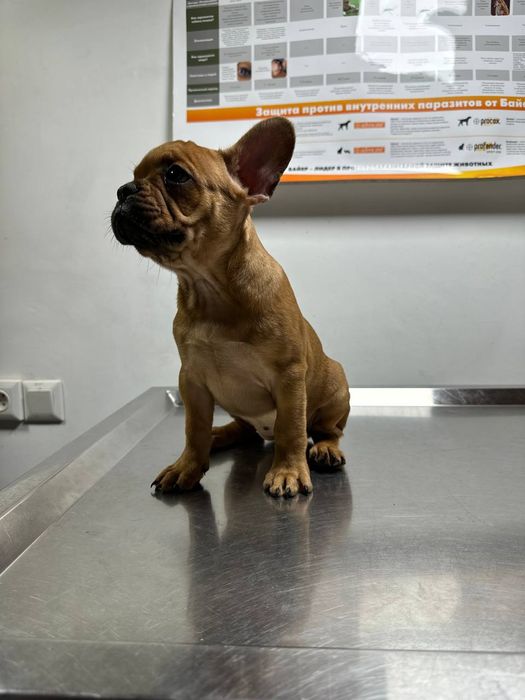 Французький бульдог