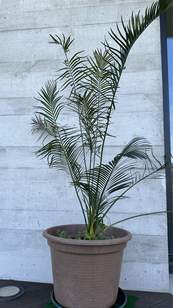 Cycas Circinalis * Planta rara*