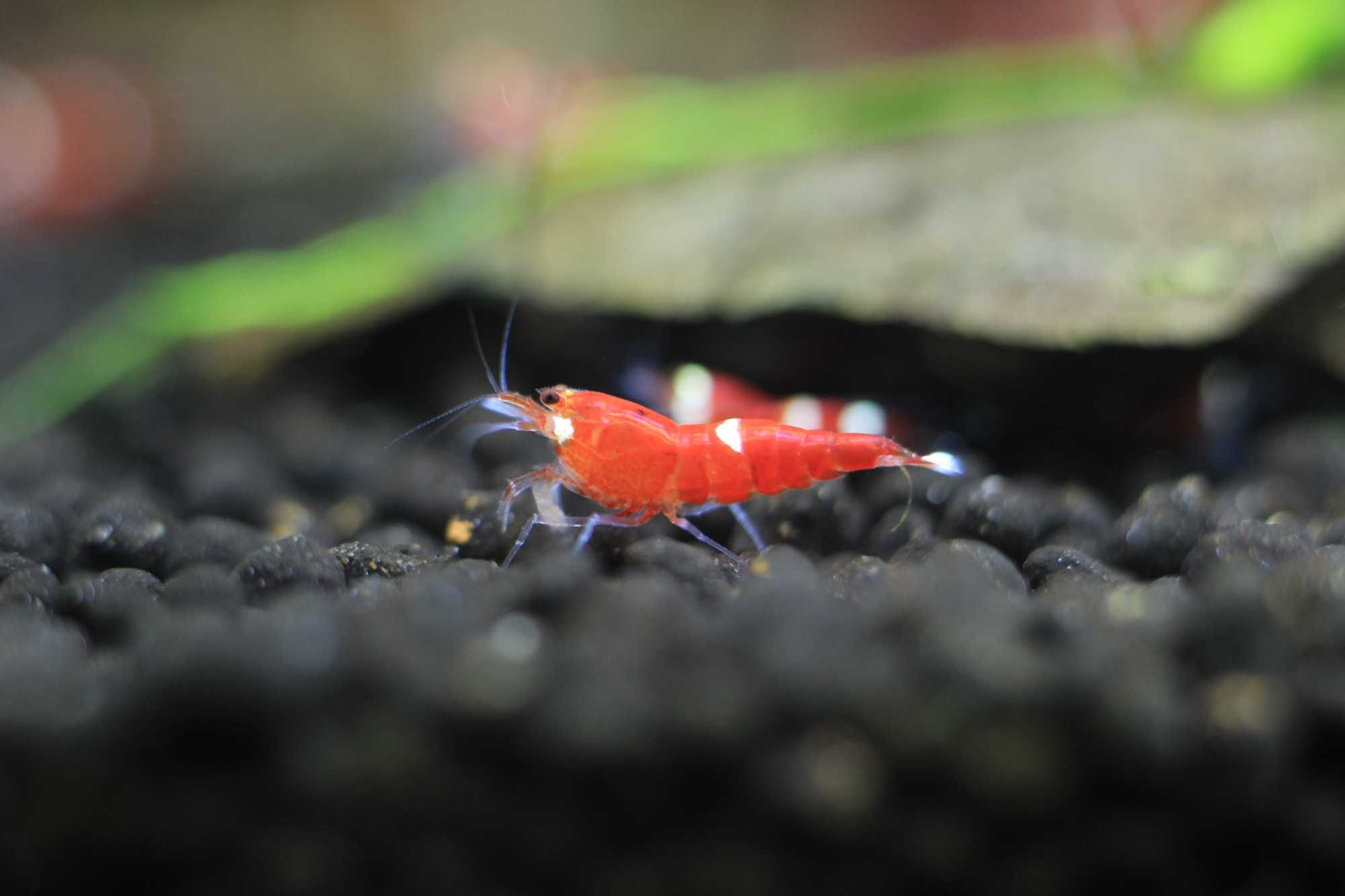 Krewetki Caridina Super Cristal Red - SCR