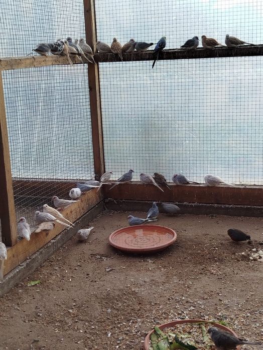 Gołąbki Diamentowe