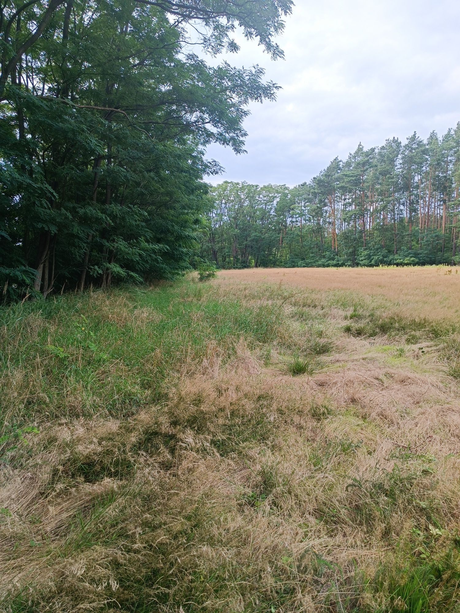 Działka pod budowę domu obrzeża Świdnicy kameralna przy lesie