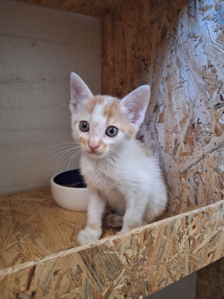 Kotek do adopcji
