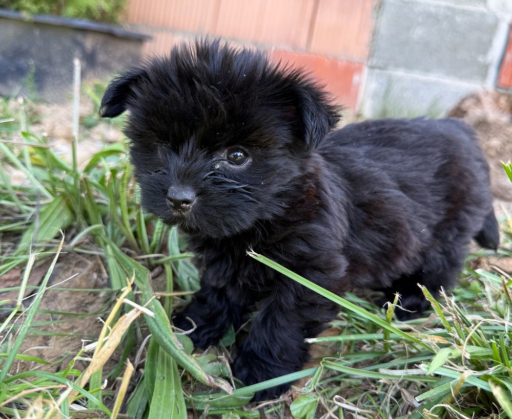 Czarny piesek ELVIS Yorkshire Terrier