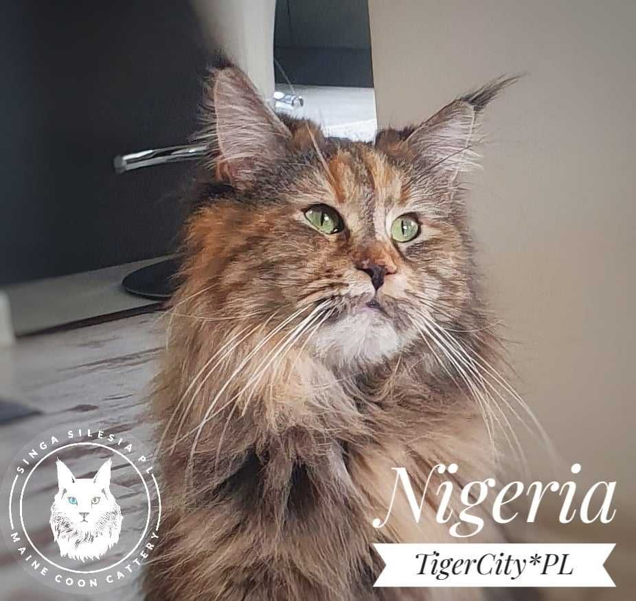 Srebrzysty rudy pręgowany z bielą Mars, kocurek Maine Coon