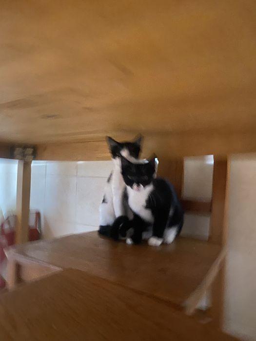 Duas gatinhas adoráveis para adoção – 2 meses e meio