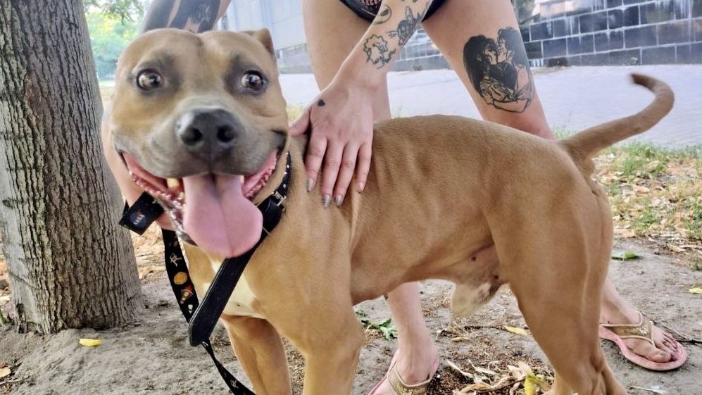 Мальчик питбуль в ответственые руки