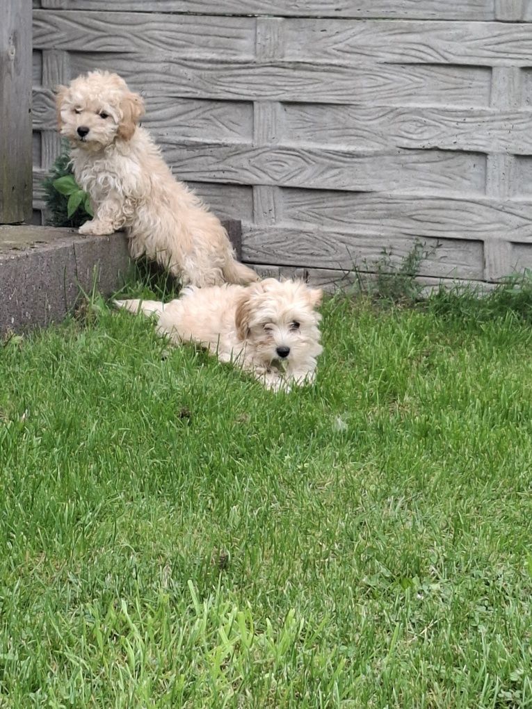 Maltipoo 12 tygodni