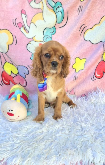 Cavalier King Charles Spaniel Macho