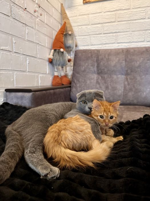 Віддамо кошеня в добрі руки.врятували з вулиці.хлопчик