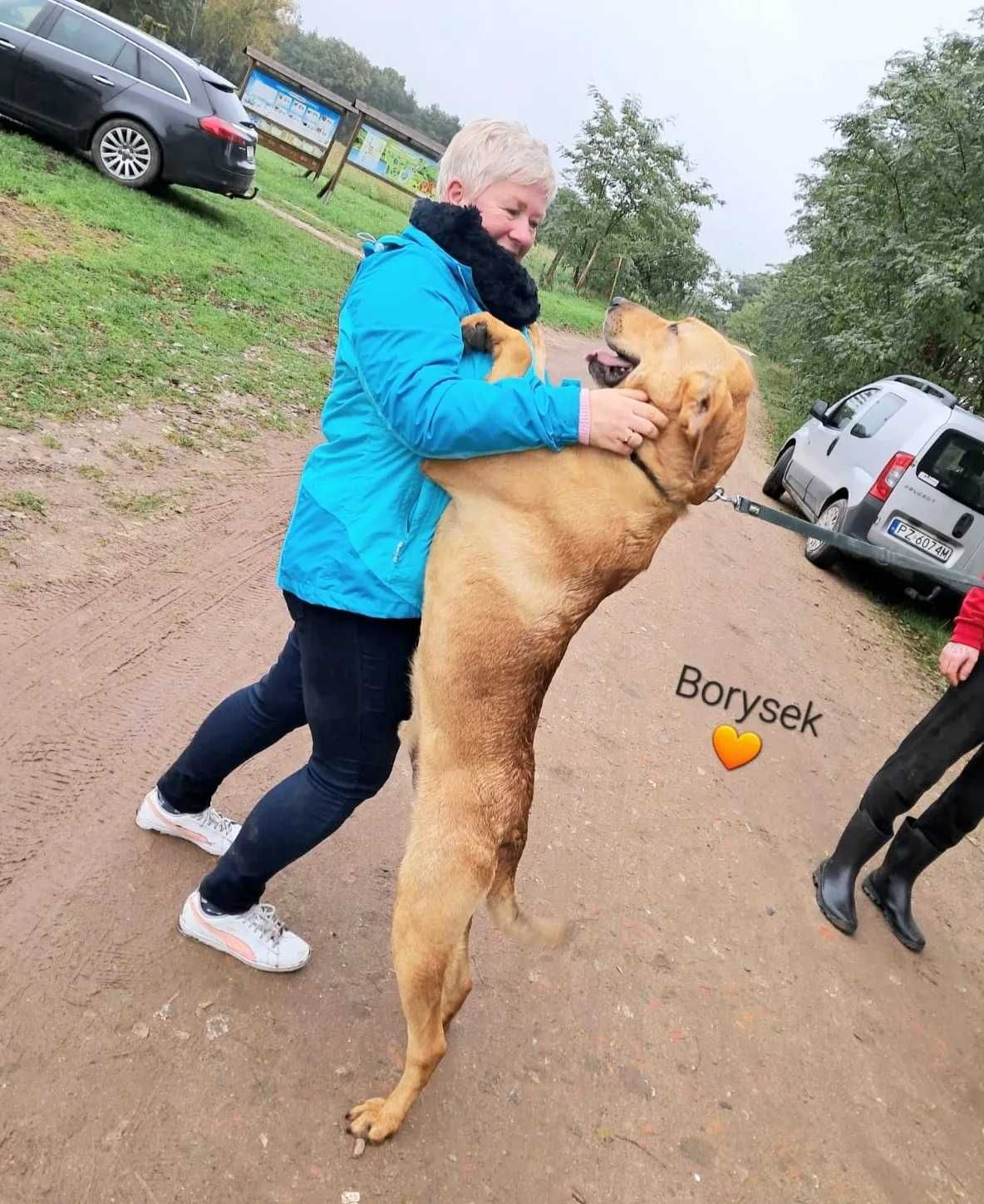 Borys - przyjazny wielkopies kochający zabawę i spacery