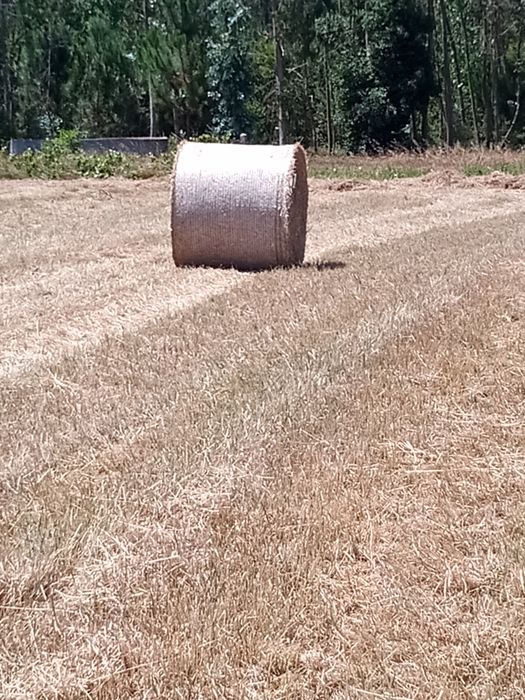 Vende-se rolos de palha