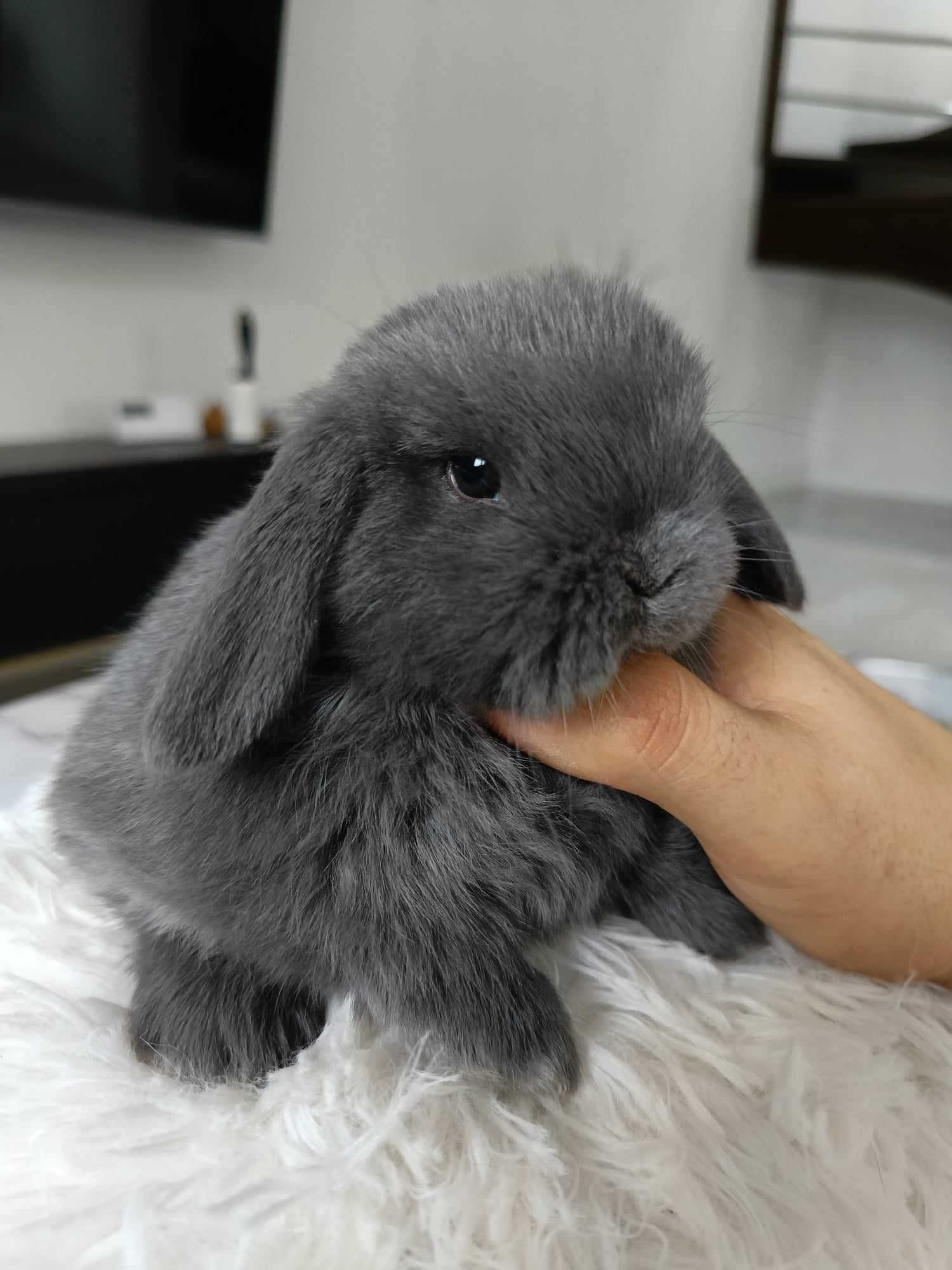 Mini lop karzełek Teddy hodowla zarejestrowana