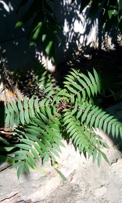 сумах оленерогий или уксусное дерево саженцы и плоды