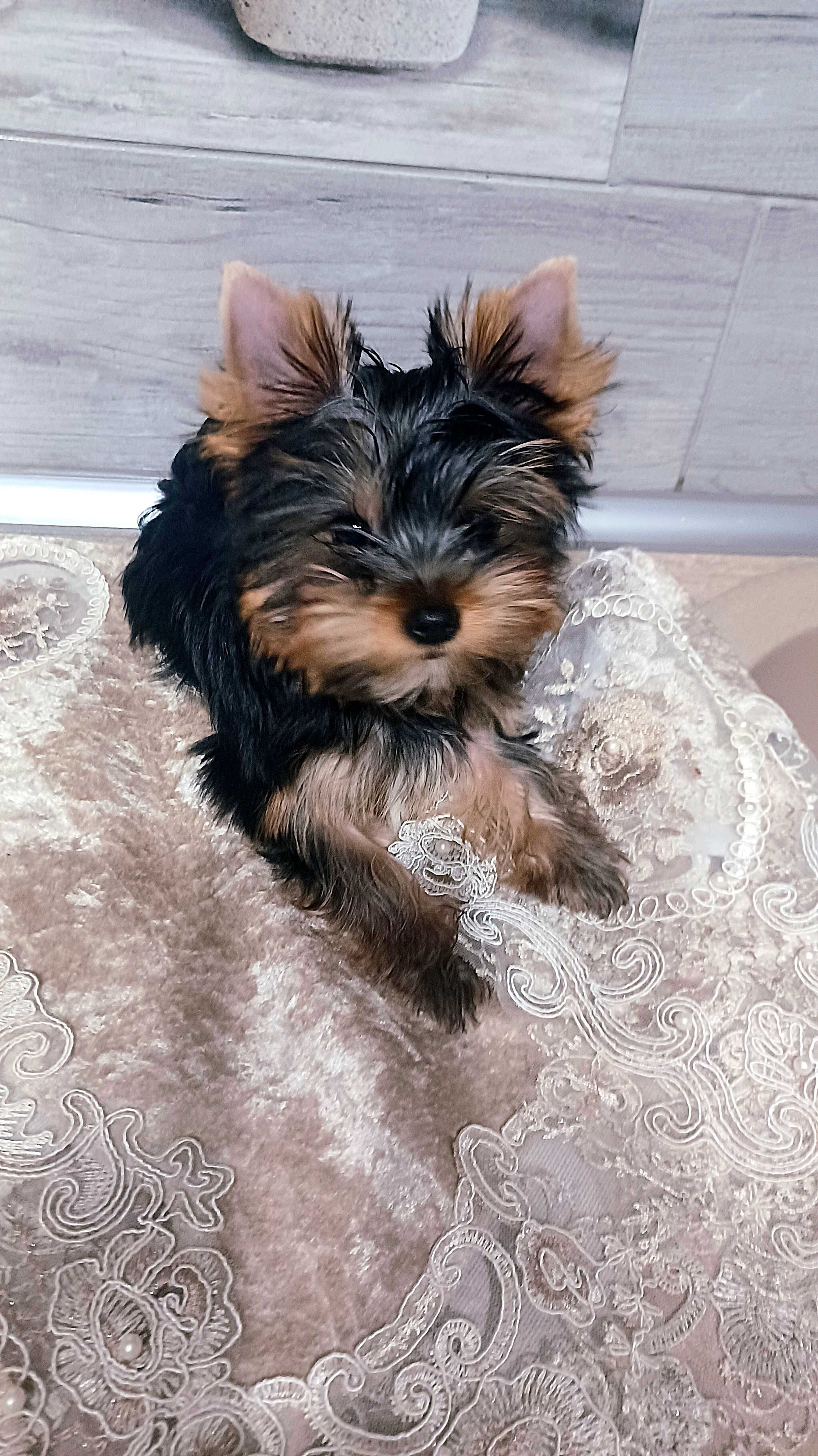 Yorkshire Terrier York York