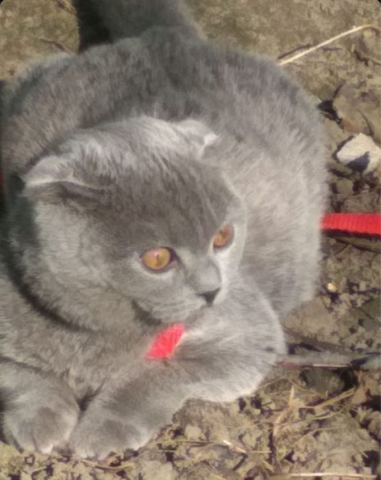 Британка вислоухая