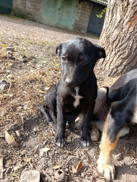 Шукають дім дівчатка