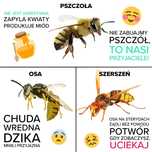 Usuwanie gniazd os, szerszeni Murowana Goślina i okolice