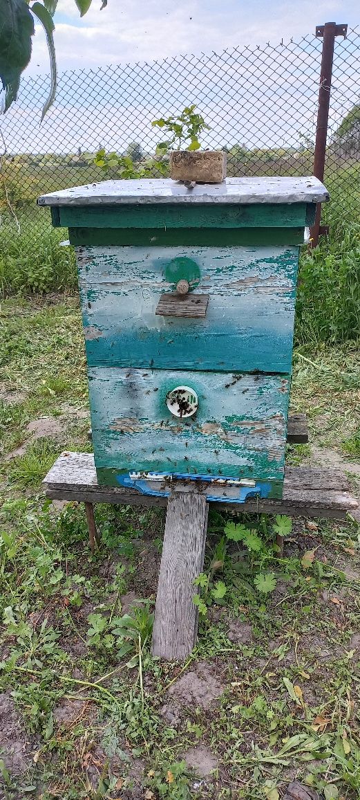 Бджоли,відводки сім'ї з вуликами та окремо