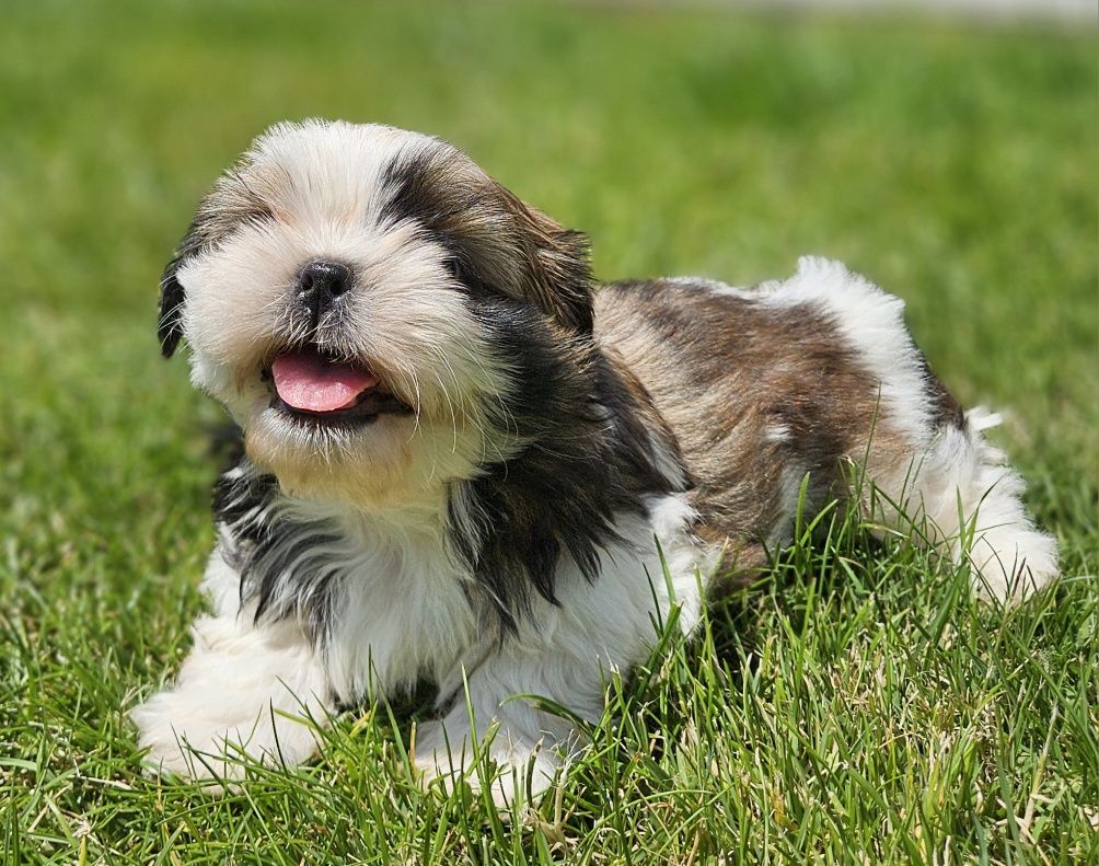 Shih tzu TRI color