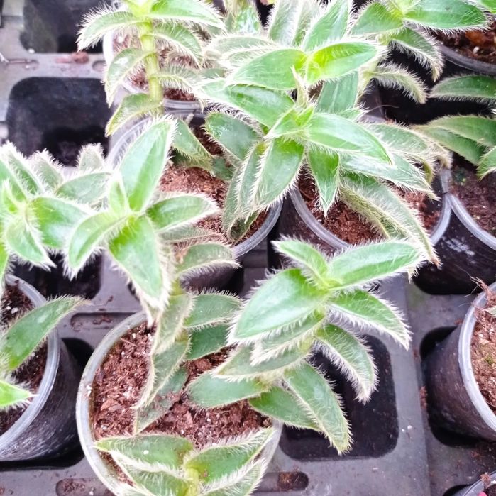 Традесканція частина 3