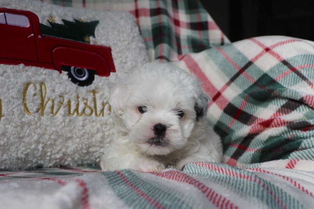 Maltipoo Biała Sunia Toy pudel White Dziewczynka Zobacz Filmik