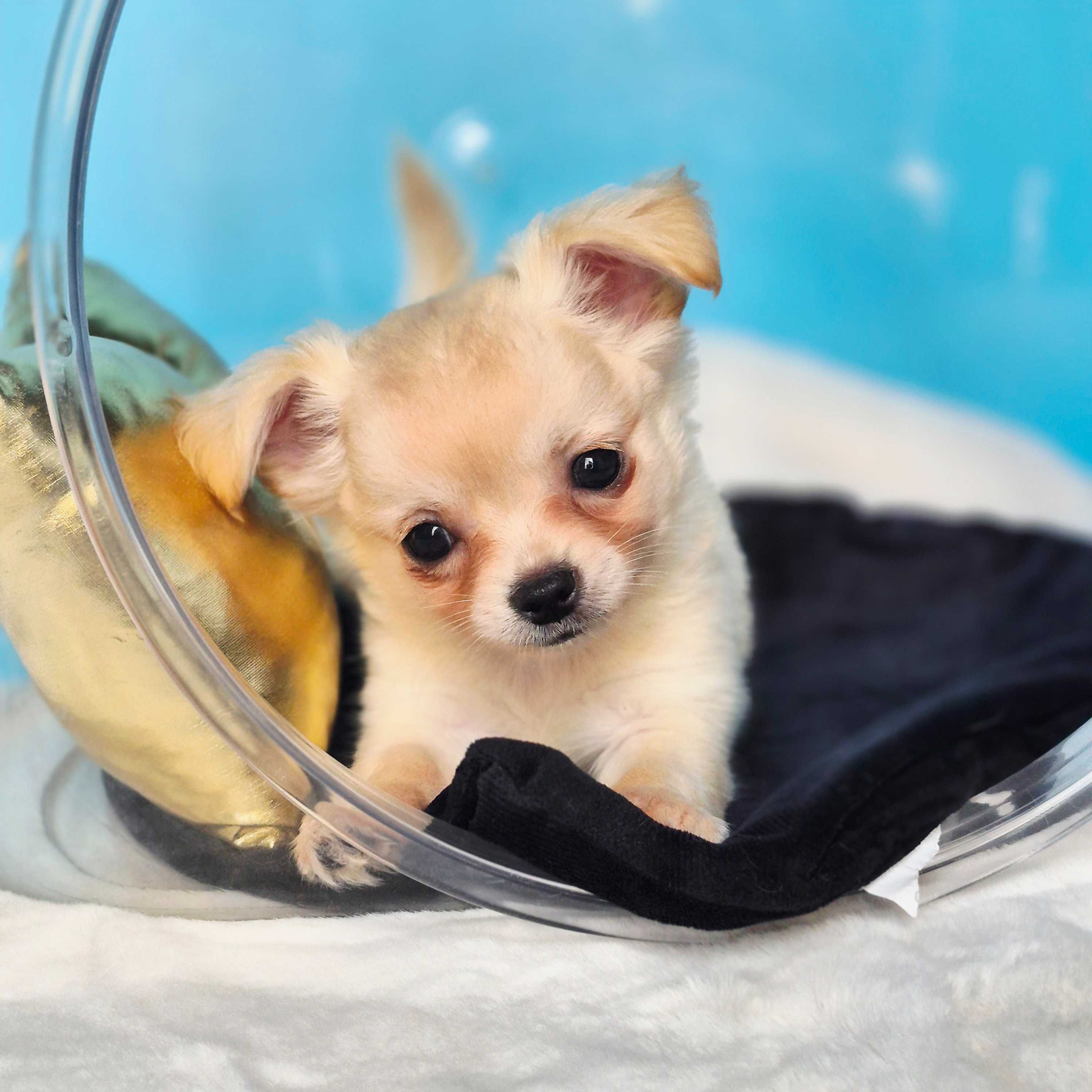 Chihuahua Lolo z Hodowli pieski z kaszub Gotowy do odbioru
