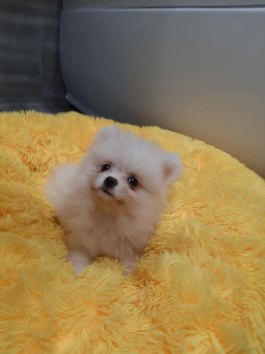 Szpic miniaturowy pomeranian chlopak
