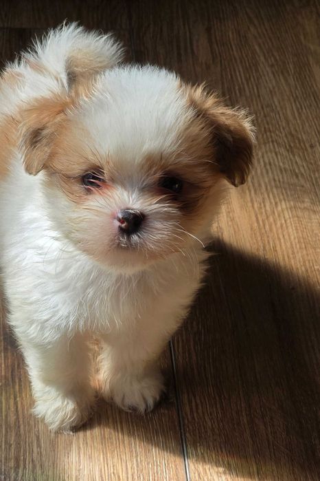 Lhasa Apso suczka z rodowodem FCI