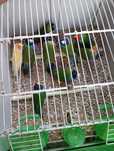Várias aves para ceder