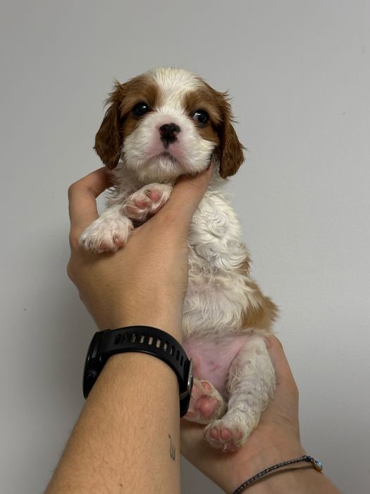 Cavalier King Charles Spaniel FCI chłopiec szczenięta
