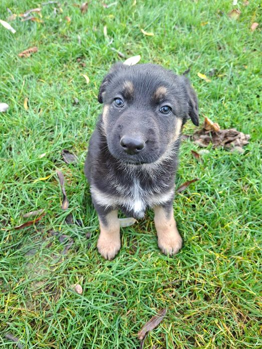 Darmowe szczeniaki - szukające kochającego domu