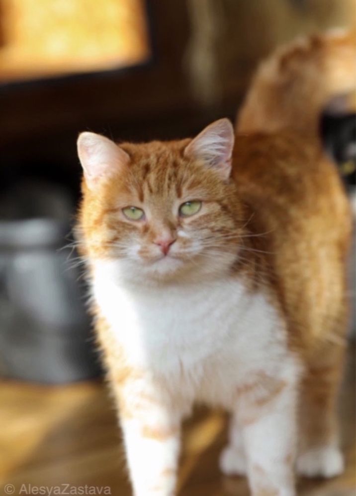 Роскошная кошка Фрау, 2 года, маленькая пантера, котенок
