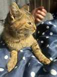 Koteczka Buba do adopcji