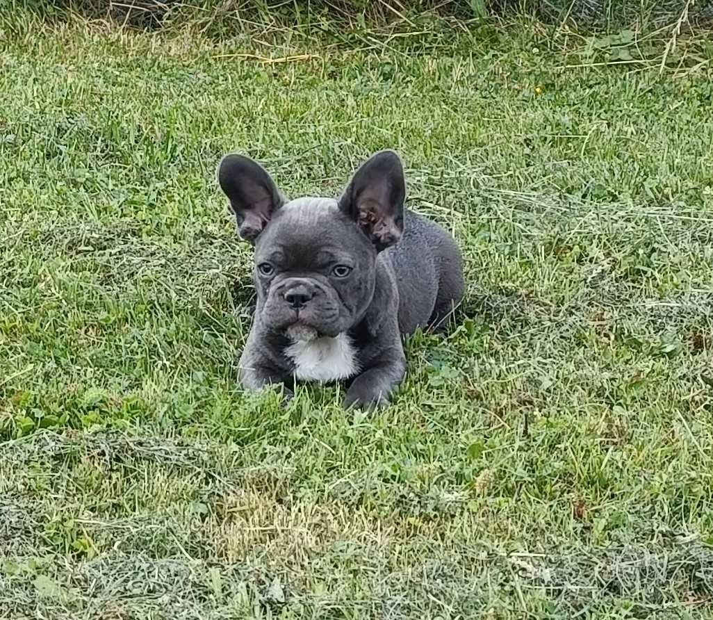Buldog francuski