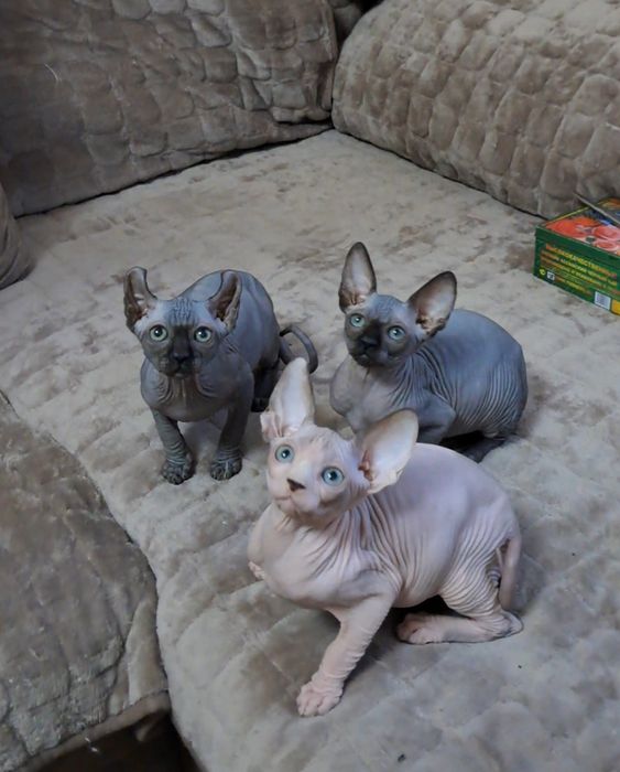 СРОЧНО. Чарівні малюки канадці.