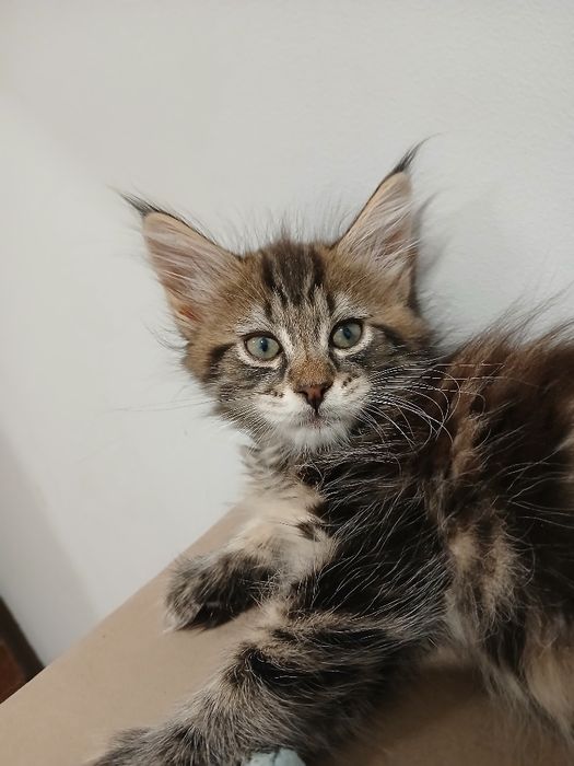 Maine coon kocurek