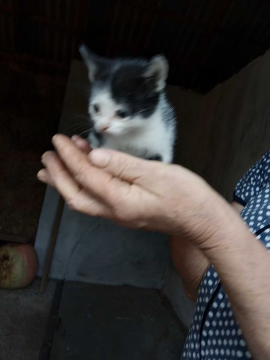 Кошенята бездомні