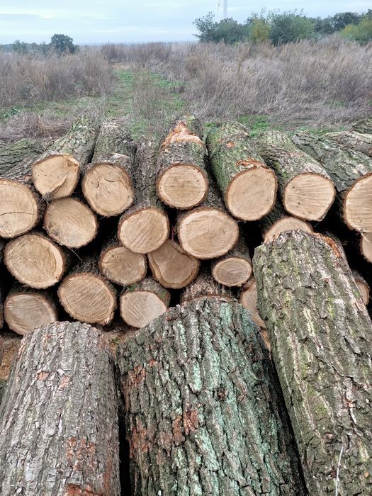 Brzoza , olcha , dab kazdy gatunek