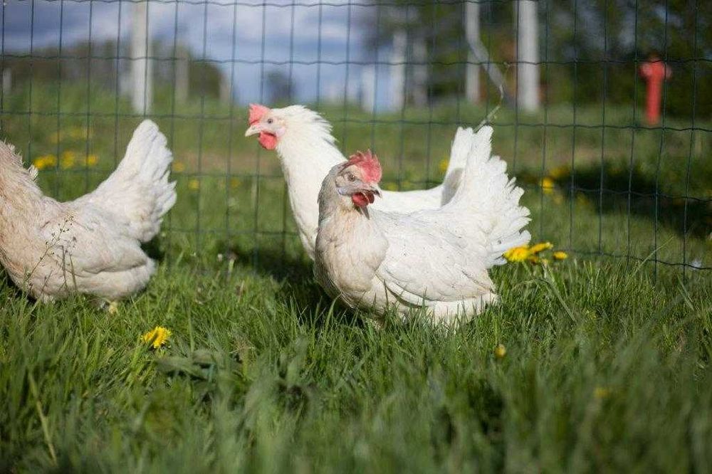 Kury  nioski  z jajkiem