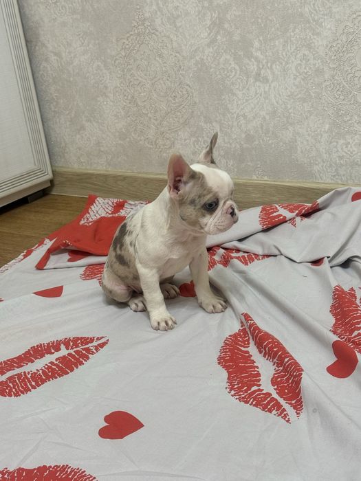 Милі цуценята для Вас!