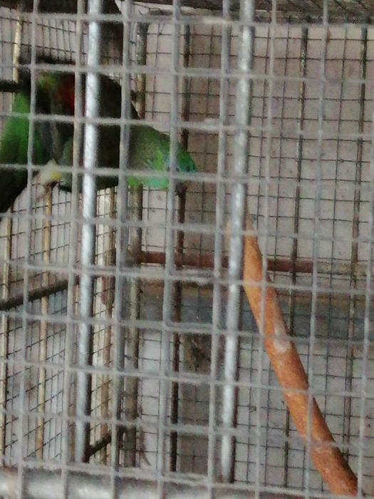 Red Rumped (casais 2025)